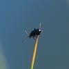 beetle_005