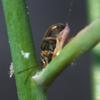 invertebrate_057
