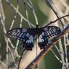papilio_anactus_001_t.jpg