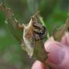 caterpillar_001_t.jpg