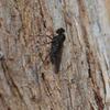 insect_008