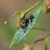 invertebrate_056