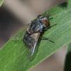 invertebrate_067