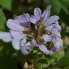 scaevola_albida_001