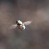 hoverfly_002_t.jpg