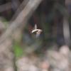 hoverfly_001