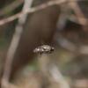 invertebrate_058