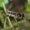 invertebrate_066