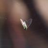 insect_001_t.jpg