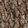 insect_007
