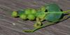 invertebrate_055