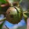 invertebrate_061