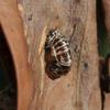invertebrate_077