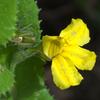 clasping_goodenia_006