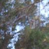golden_orb_weaver_001