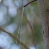 invertebrate_111