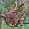 invertebrate_112