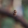 spider_003