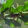 spider_005