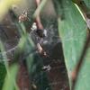 spider_007