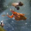 spider_009