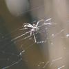 spider_012