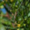 spider_015