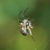 spider_019