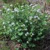 plant_262