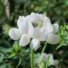 plant_265