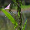 convolvulus_remotus_001