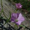 convolvulus_remotus_003