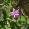 convolvulus_remotus_007