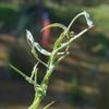 convolvulus_remotus_008