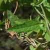 convolvulus_remotus_009