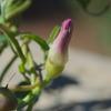 convolvulus_remotus_011