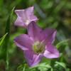 convolvulus_remotus_006_t.jpg