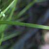 austrodanthonia_spp_002