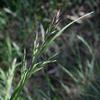 austrodanthonia_spp_003