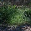 austrodanthonia_spp_001_t.jpg