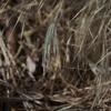 austrostipa_elegantissima_002