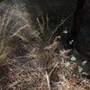 austrostipa_nodosa_002