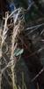 austrostipa_nodosa_003
