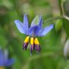 black_anther_lily_002