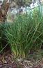 black_anther_lily_003