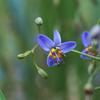 black_anther_lily_004