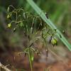 dianella_brevicaulis_001