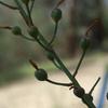 dianella_brevicaulis_004