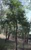 acacia_melanoxylon_002
