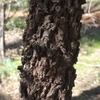 acacia_melanoxylon_009